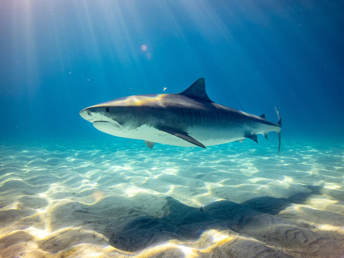 30 Successful Shark Tank Rejections