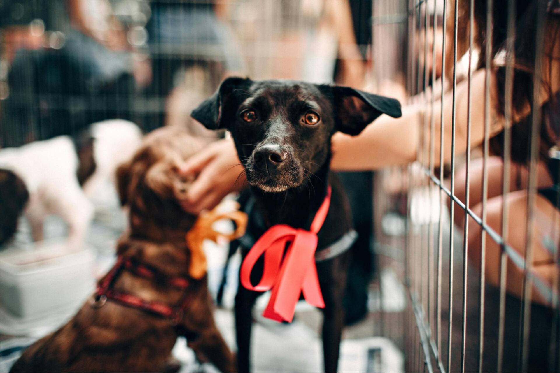 Fostering a Dog Creates Lasting Change for the Dog and the Shelter
