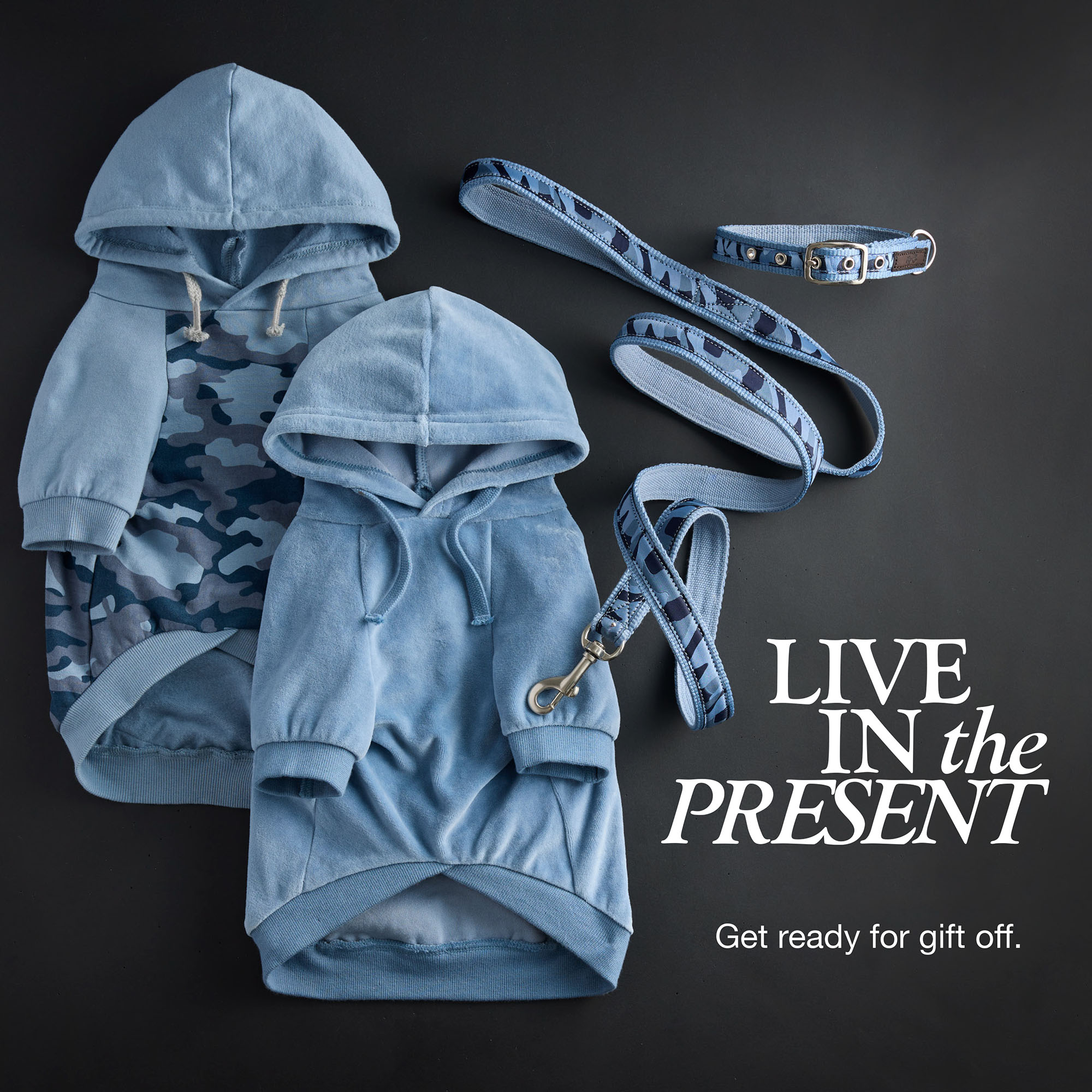 pet passion dog fashion brand