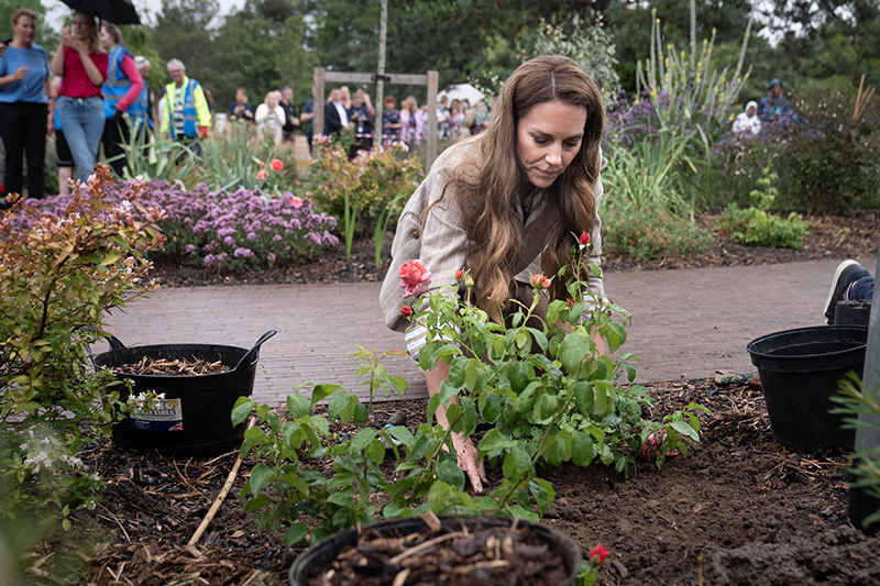 COLCHESTER, ENGLAND - JULY 2: Catherine, Princess of Wales, planting a rose during a visit to the RHS's Wellbeing Garden at Colchester Hospital on July 2, 2025 in Colchester, England. The visit coincides with the donation of 50 Catherine's Rose plants, named after the princess by the RHS with funds from sales going to the Royal Marsden Cancer Charity. (Photo by Stefan Rousseau - WPA Pool/Getty Images)